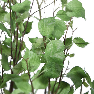 Close-up of leaves on white background; cropped view.