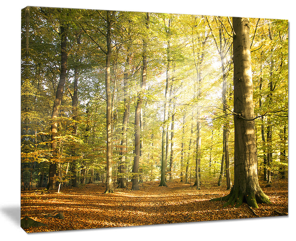 "Sun Rays Hitting Forest" Canvas Print