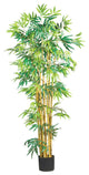 5' Multi Bambusa Bamboo Silk Tree
