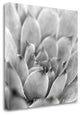 "Garden Succulent I" By Laura Marshall, Giclee Print on Gallery Wrap Canvas
