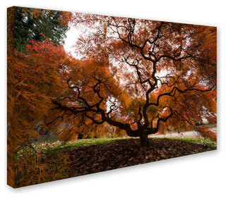 'Autumn Japanese Maple Tree' Canvas Art by Kurt Shaffer