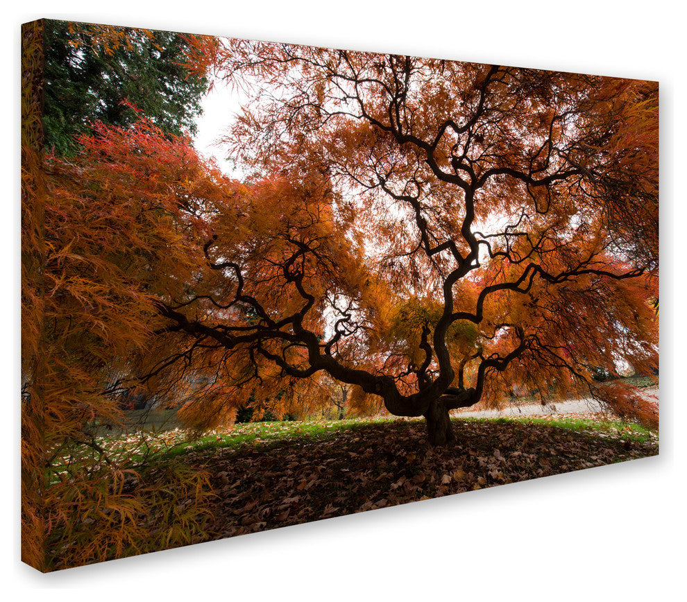 'Autumn Japanese Maple Tree' Canvas Art by Kurt Shaffer
