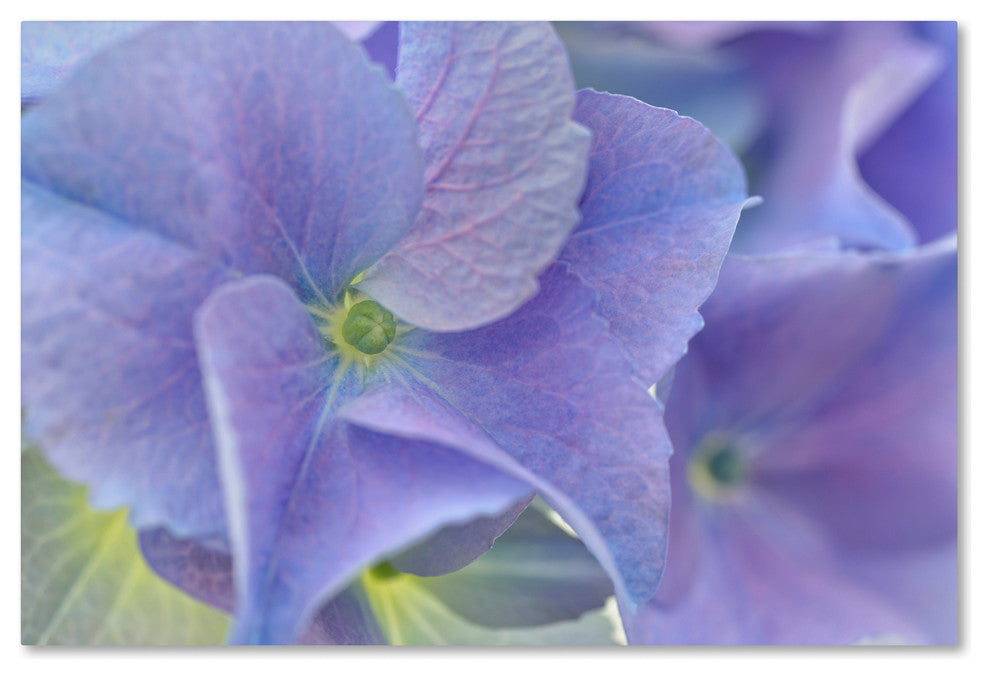 Cora Niele ''Blue Hortensia'' Canvas Art