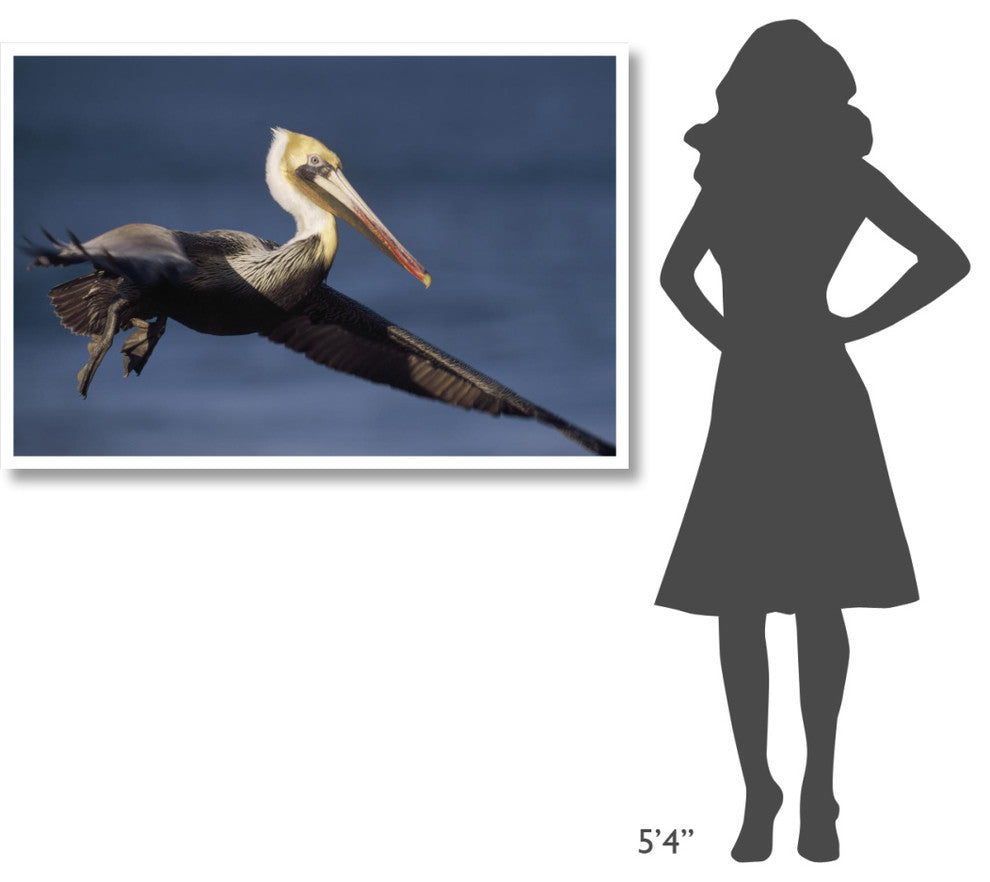 "Brown Pelican flying, California" Paper Print by Tim Fitzharris, 50"x34"