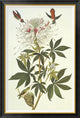 "Ruff-Necked Hummingbird" Framed Canvas Giclee by John James Audubon, 31x46"