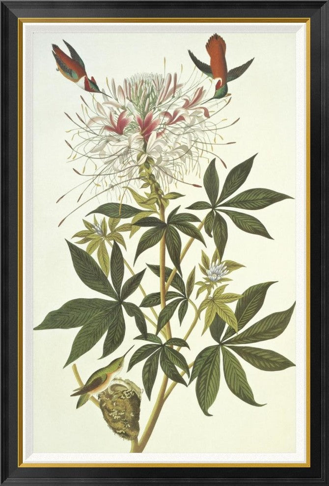 "Ruff-Necked Hummingbird" Framed Canvas Giclee by John James Audubon, 31x46"