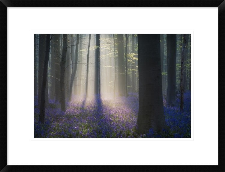 "Velvet Light" Framed Digital Print by Adrian Popan, 26"x20"