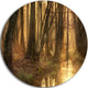 Golden Morning In Dense Forest, Landscape Photo Disc Metal Artwork, 11"