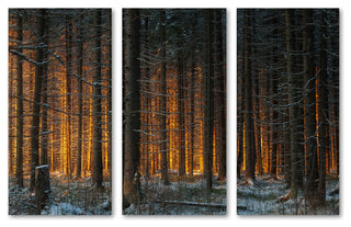 Yellow Sunlight in Dark Forest, 3-Panel Canvas Print Wall Art, 48"x32"