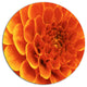 Orange Flower And Petals, Modern Floral Disc Metal Artwork, 11"