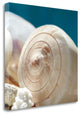"Shell Quartet" By Dina Marie,Ready to Hang Giclee Print on Gallery Wrap Canvas