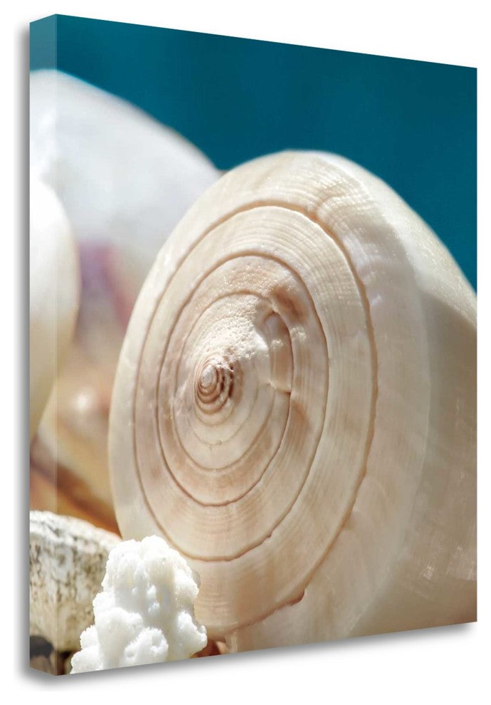 "Shell Quartet" By Dina Marie,Ready to Hang Giclee Print on Gallery Wrap Canvas