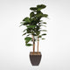 7' Brazilian Fiddle Leaf Tree With Real Wood Trunks in Metal Planter, Brown