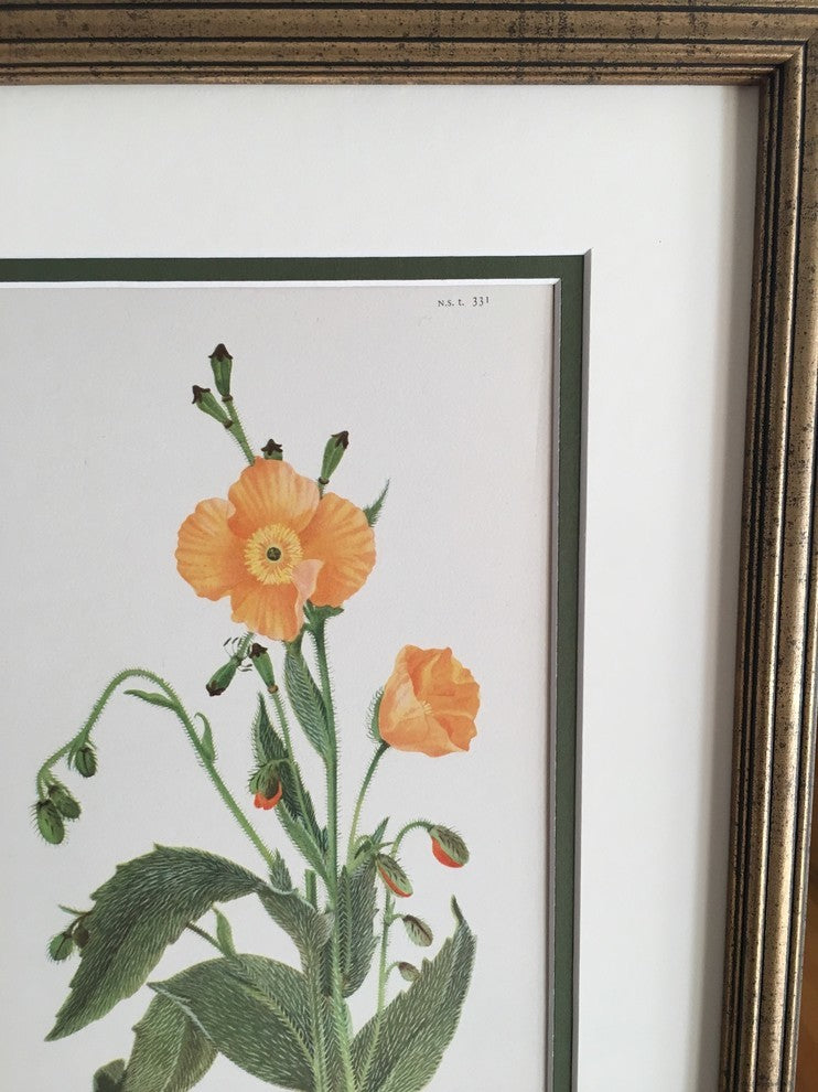 Original Vintage 1959 Botanical Flower Print, Framed