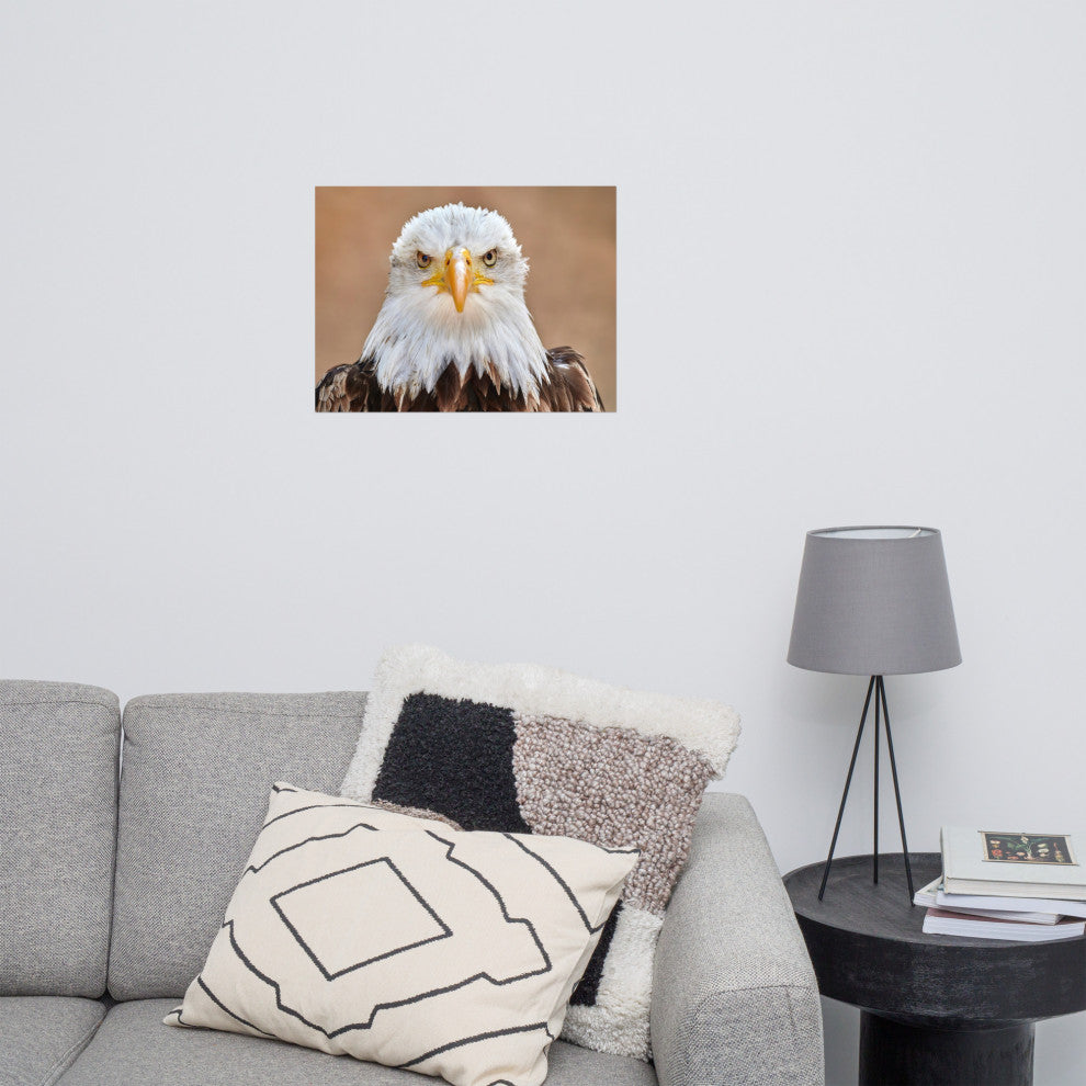 Bald Eagle Portrait Close-up 2 Loose Wall Art Print, 18" X 24"
