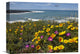 "California Poppy And Iceplant, Montano De Oro State Park, California" Artwork