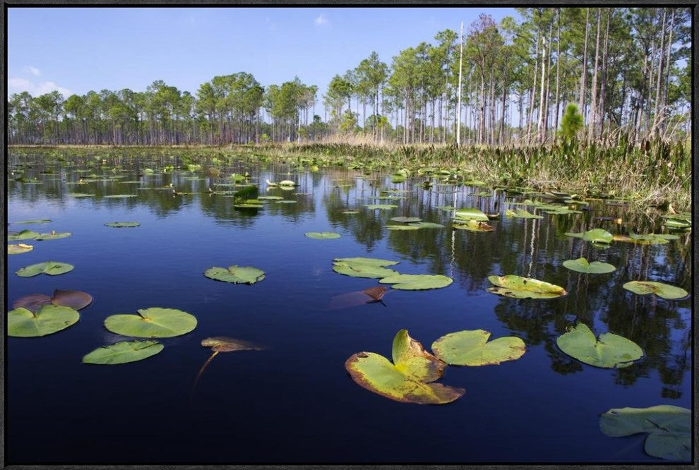 "Lake with lily pads, southern Florida"  by Scott Leslie, 37x25"