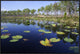 "Lake with lily pads, southern Florida"  by Scott Leslie, 37x25"