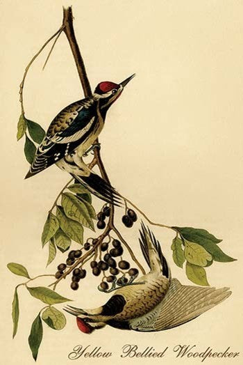 Yellow Bellied Woodpecker - Fine Art Giclee Print 24" x 36"