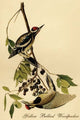 Yellow Bellied Woodpecker - Fine Art Giclee Print 24" x 36"