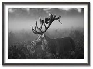 Sunny Morning Framed Print Wall Art by Robert Fabrowski, 48"x32", Framed