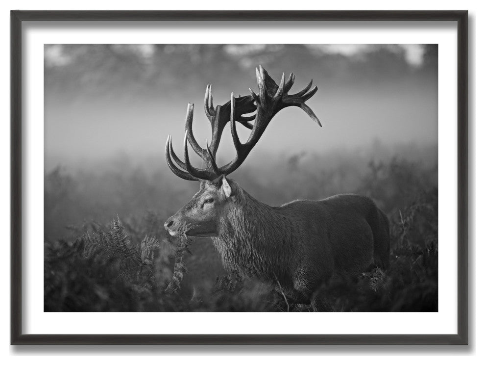 Sunny Morning Framed Print Wall Art by Robert Fabrowski, 48"x32", Framed