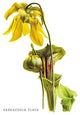 Sarracenia Flava- Gallery Wrapped Canvas Art 28" x 42"