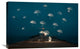 "Dreams" Stretched Canvas Giclee by Alexandar Lazarov, 30"x20"