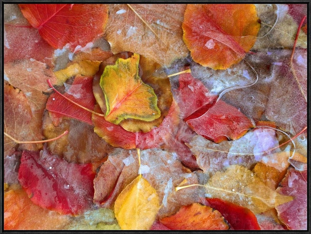 "Cottonwood frozen leaves, North America"  by Tim Fitzharris, 33x25"