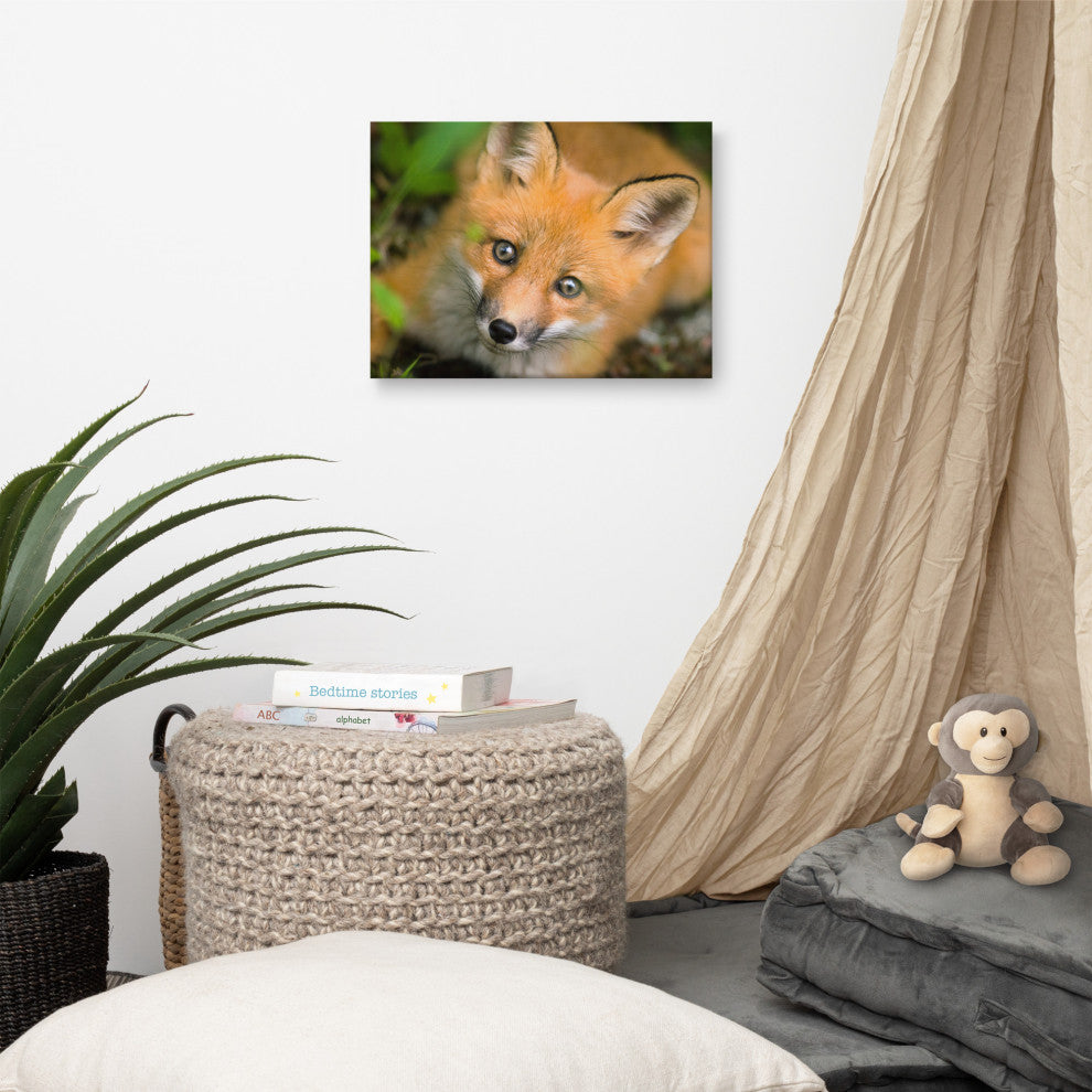 Young Red Fox Face Animal Wildlife Nature Photograph Canvas Wall Art Prints, 12" X 16"