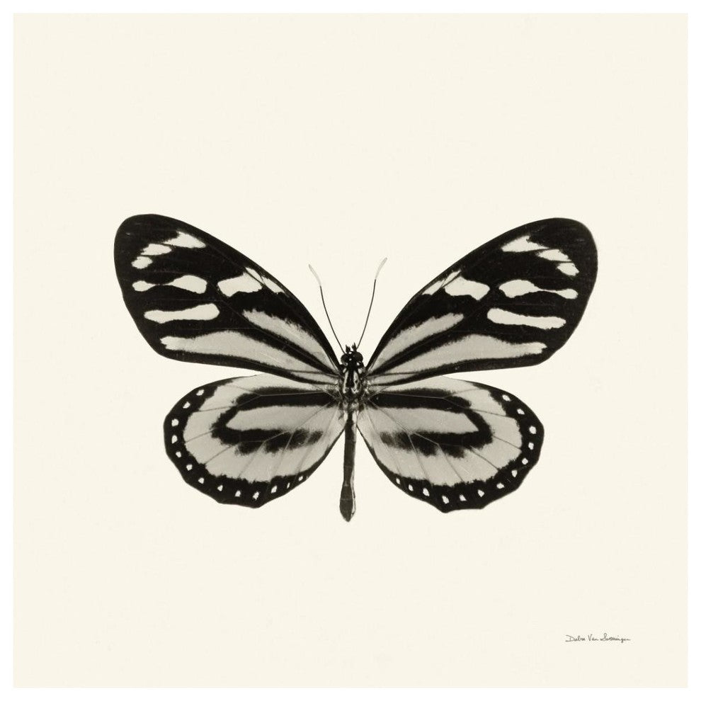 "Butterfly VIII - BW" Digital Paper Print by Debra Van Swearingen, 42"x42"