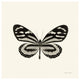 "Butterfly VIII - BW" Digital Paper Print by Debra Van Swearingen, 42"x42"
