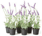 French Lavender Drop-In 13", Set of 6