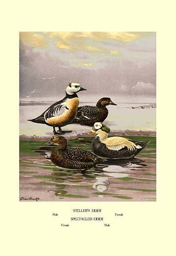 Stellars and Spectacled Eiders- Fine Art Giclee Print 24" x 36"