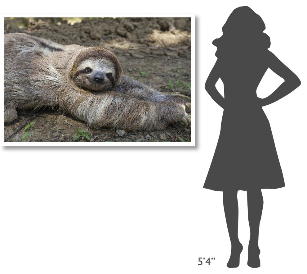 "Brown-throated 3-toed Sloth male, Aviarios Sloth Sanctuary" Paper Art, 50"x34"