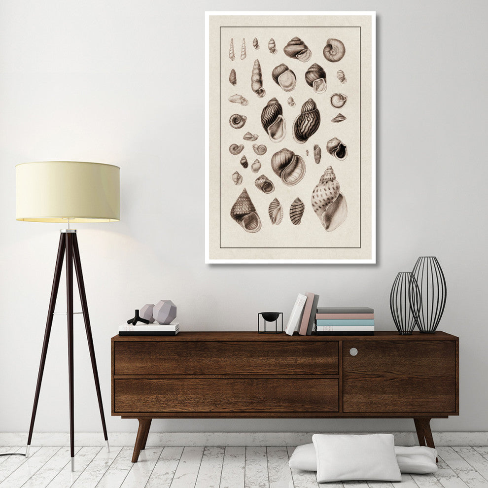 "Shells: Sessile Cirripedes #2 (Sepia)" Paper Print by G.B. Sowerby, 42"x62"