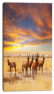 Herd of Antelope in Etosha Park, African Landscape Canvas Art Print, 16"x32"