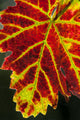 Autumn Grape Leaf, Canvas Giclee, 12"x18"