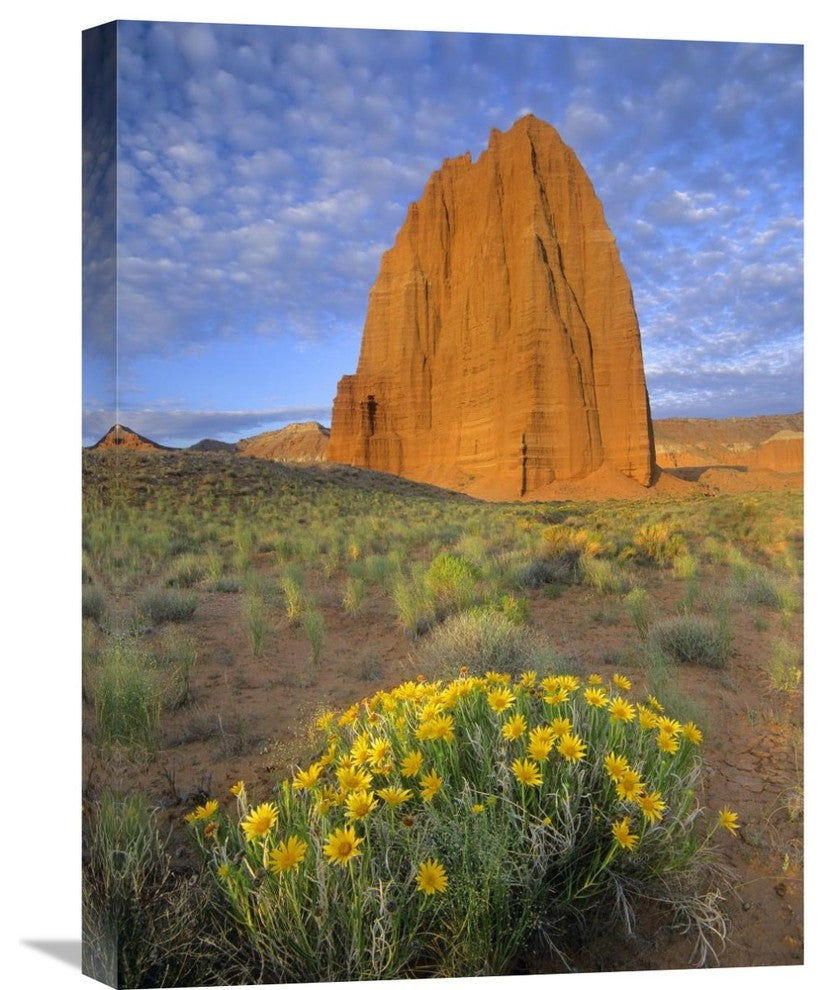 "Common Sunflowers And Temple Of The Sun, Capitol Reef Np, Utah" Artwork