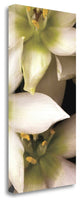 "Star Of Bethlehem Triptych" By Andrew Levine, Giclee on Gallery Wrap Canvas