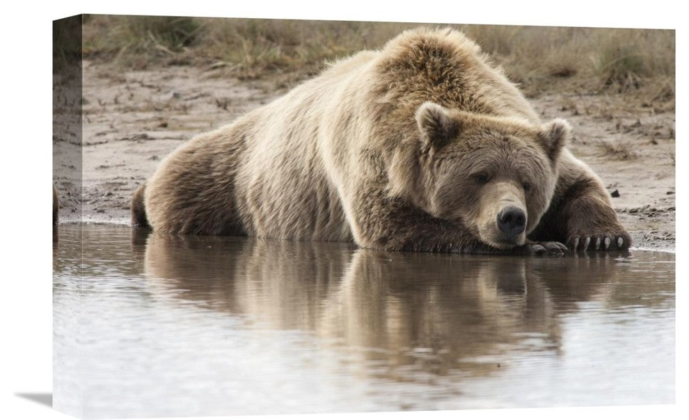 "Grizzly Bear Sleeping On Shore, Katmai National Park, Alaska" Artwork