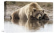 "Grizzly Bear Sleeping On Shore, Katmai National Park, Alaska" Artwork