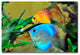 ''Two Tropical Fish II'' Canvas Art by Kurt Shaffer