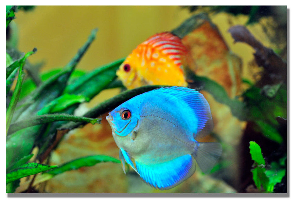 ''Two Tropical Fish II'' Canvas Art by Kurt Shaffer