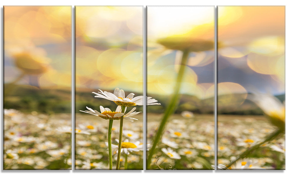 Amazing Chamomile Flower Field, Floral Canvas Art Print, 48"x28", 4 Panels