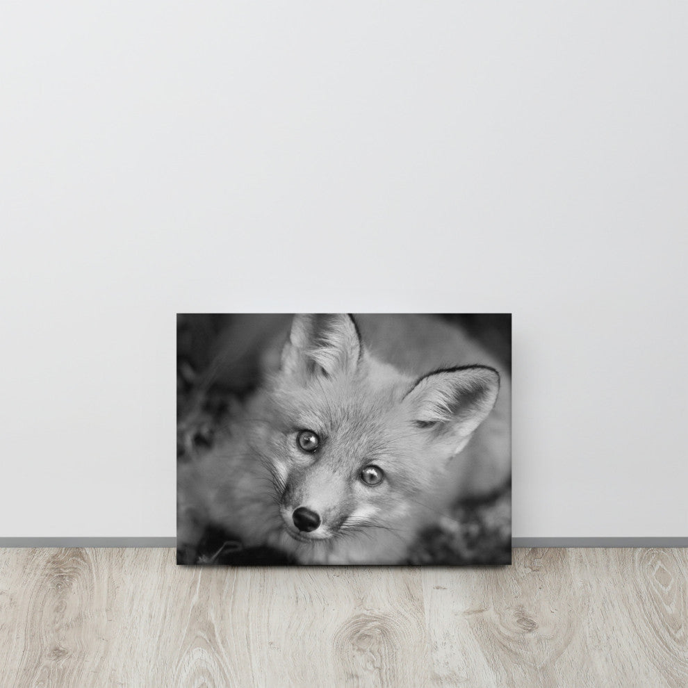 Young Red Fox Face Black and White Wildlife Photograph Canvas Wall Art Print, 12" X 16"
