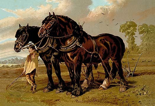 Clydesdale Stallion and Mare - Gallery Wrapped Canvas Art 28" x 42"