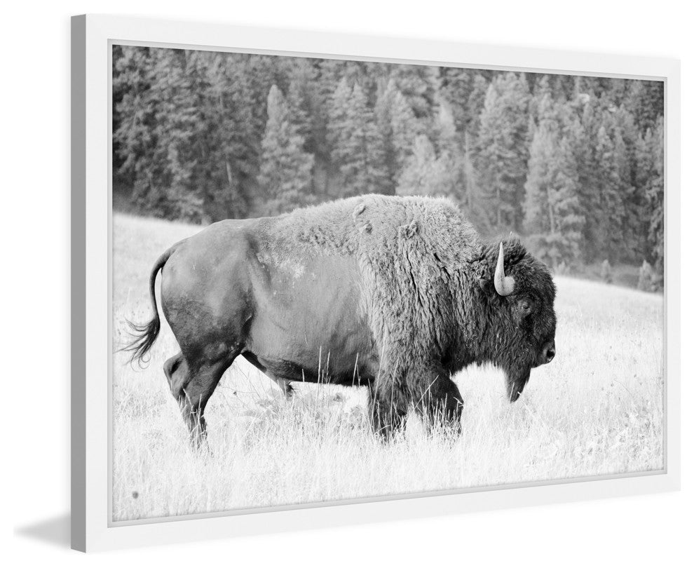 Marmont Hill, "Buffalo Grazing" Framed Painting Print, 45x30