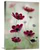 "Cosmos Sway" Stretched Canvas Giclee by Mandy Disher, 15x22"