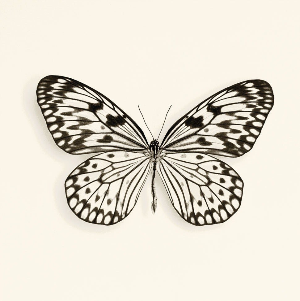 "Butterfly V Bw Crop" Art Block Framed Canvas, 30"x30"